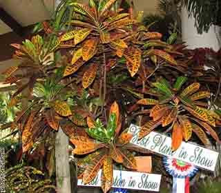 Codiaeum variegatum 'Philippine Red'