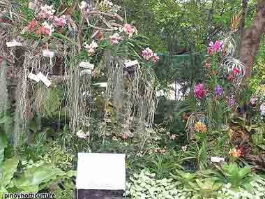 Exhibit Booth of Puentespina Orchids & Mega Orchids