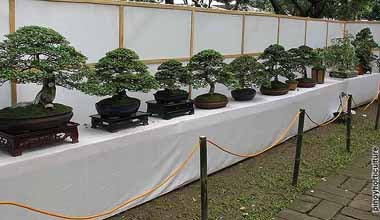 Exhibit Booth of UP Campus Bonsai Group