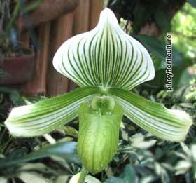 Paph. Janet Kunkle x Maudiae