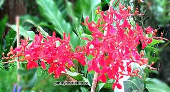 Renanthera philippinensis