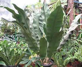 Anthurium Silver Arrow