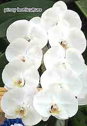Phalaenopsis Ever Spring x Doi Thong