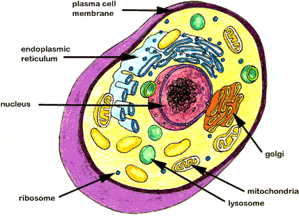 Animal cell diagram. Miss Baker's Biology Class Wiki - 6th Period's Cell