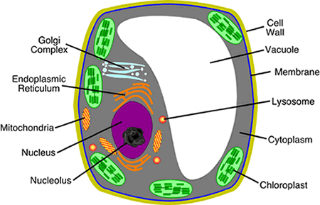 Basic Animal Cell Structure. animal cell simple animal