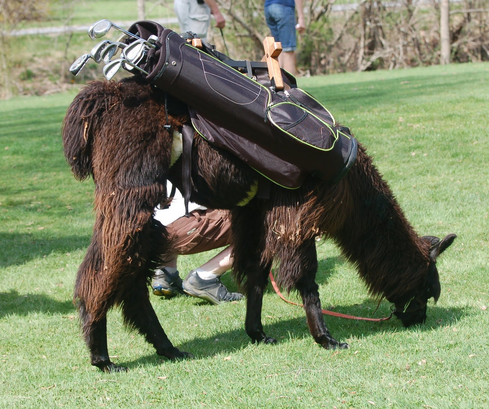MOUNTAIN MUSINGS But Can They Read the Greens?