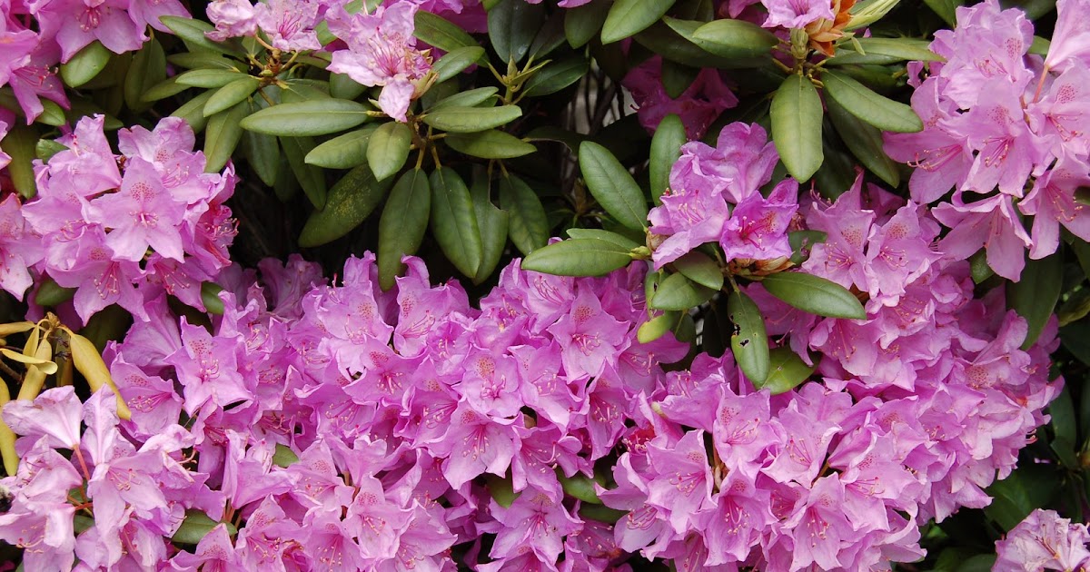 MOUNTAIN MUSINGS Rhododendron and Mountain Laurel