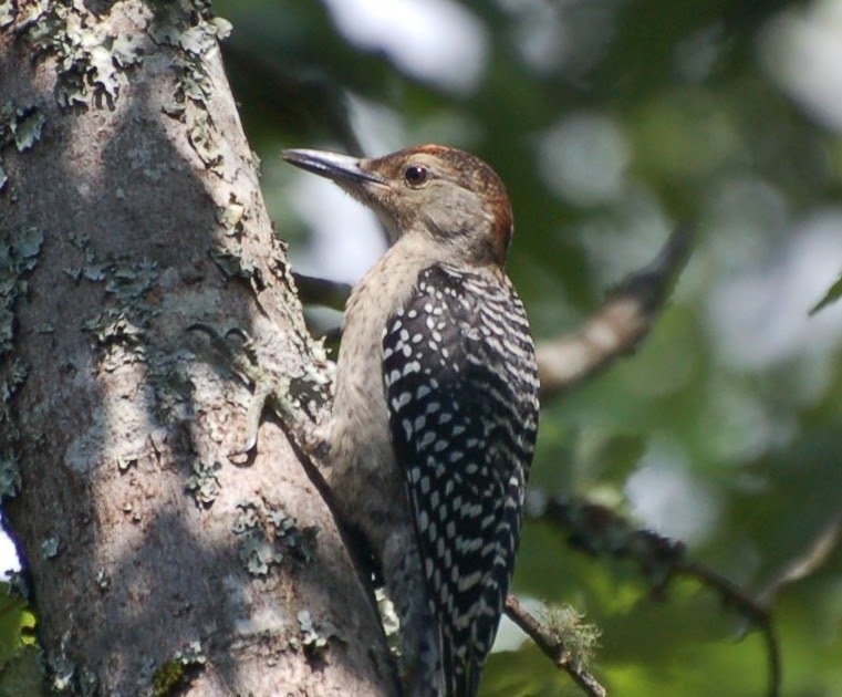 MOUNTAIN MUSINGS: Woodpecker Babies