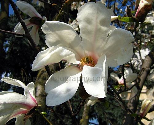 magnolia tree in bloom. a white magnolia tree full