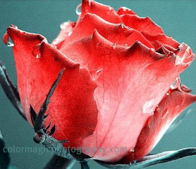 Red-pink rose with raindrops-macro Red-pink rose with raindrops-macro