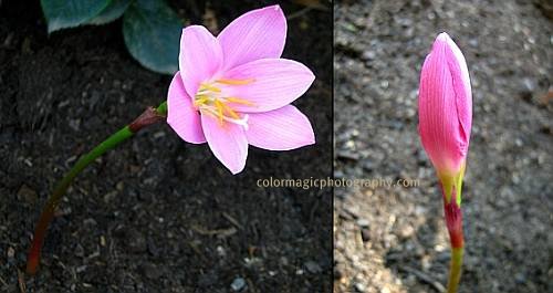Pinkrainlily Zephyranthesgrandiflora