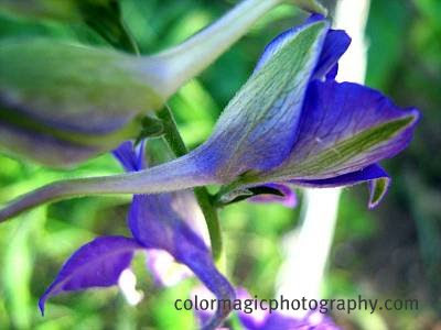 Larkspur flower bud Larkspur flower bud