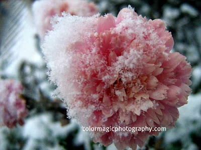 Pink chrysanthemums in snow Pink chrysanthemums in snow