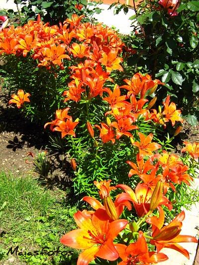 Orange Tiger Lily Fire Macro Photography Tiger Lilies Fire
