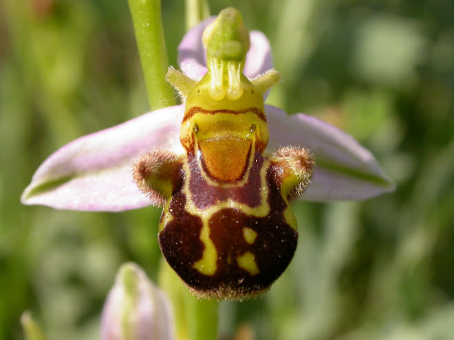 Ophrys apifera