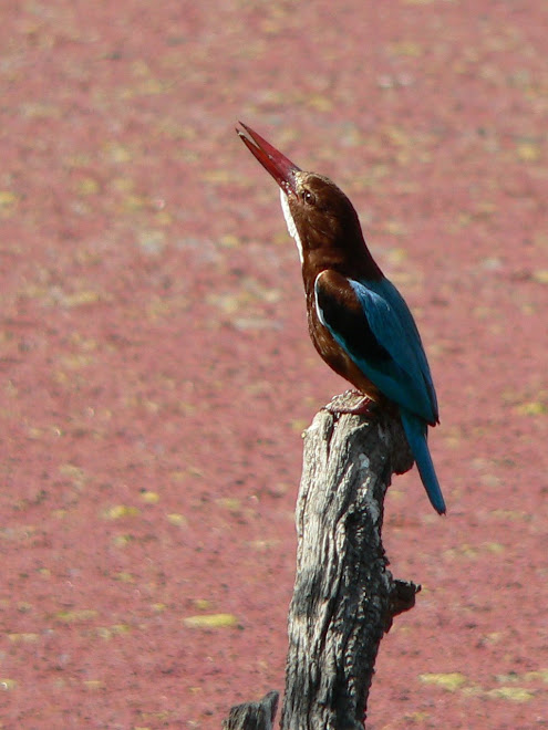 Martin chasseur de smyrne