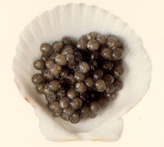 caviar+beluga.jpg