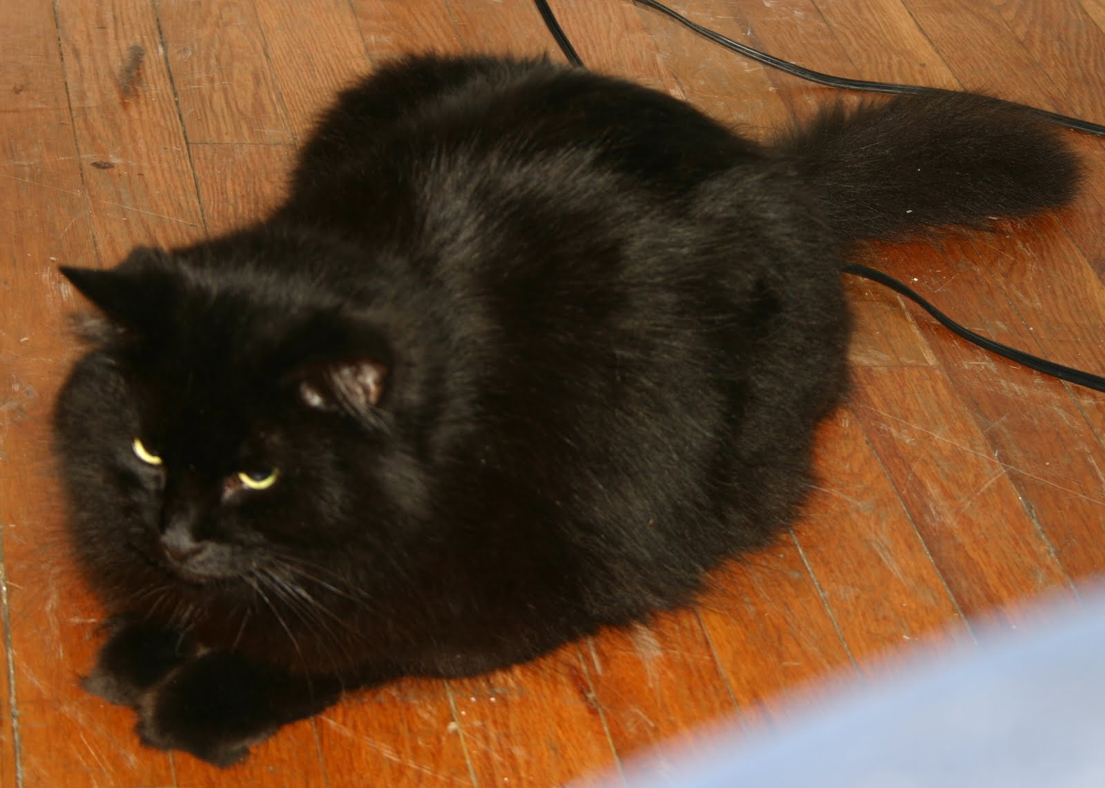 This is Tenz, my fat black cat who I love dearly, and have emotionally ... This is Tenz, my fat black cat who I love dearly, and have emotionally ...