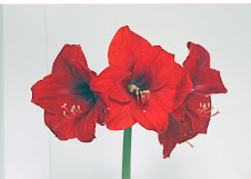 Amaryllis flower