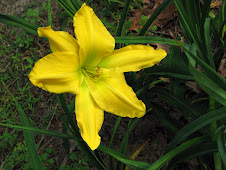 daylily