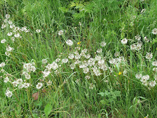 Chigger Habitat
