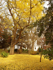 Ginkgo tree