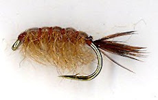 Gammarus Scud