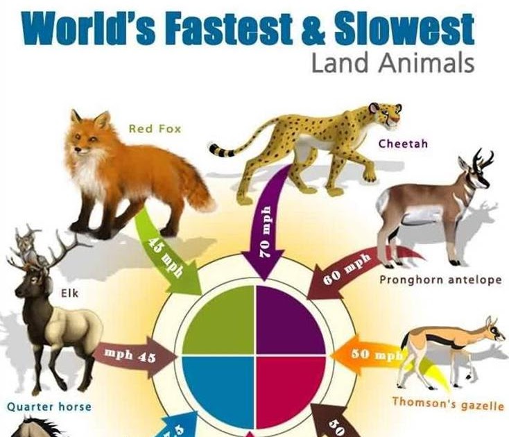 BLOCKBUSTER :::: Worlds' Fastest and Slowest Land Animals....