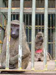 At the Kumasi Zoo