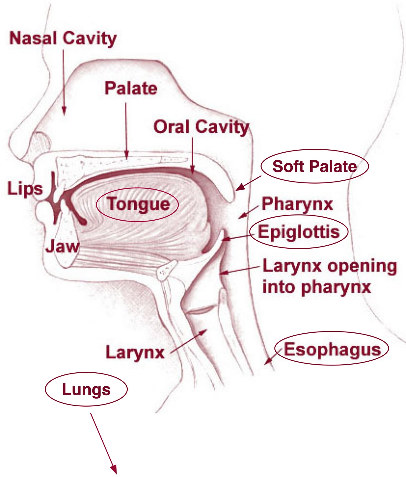 Diagram Of Inside Of Mouth 32