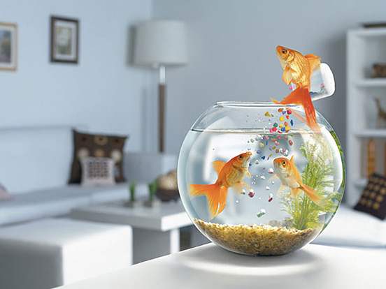   \\\ Goldfish-l.jpg