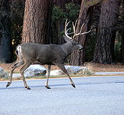 [180px-Mule_deer_in_Yosemite_Valley.jpg]