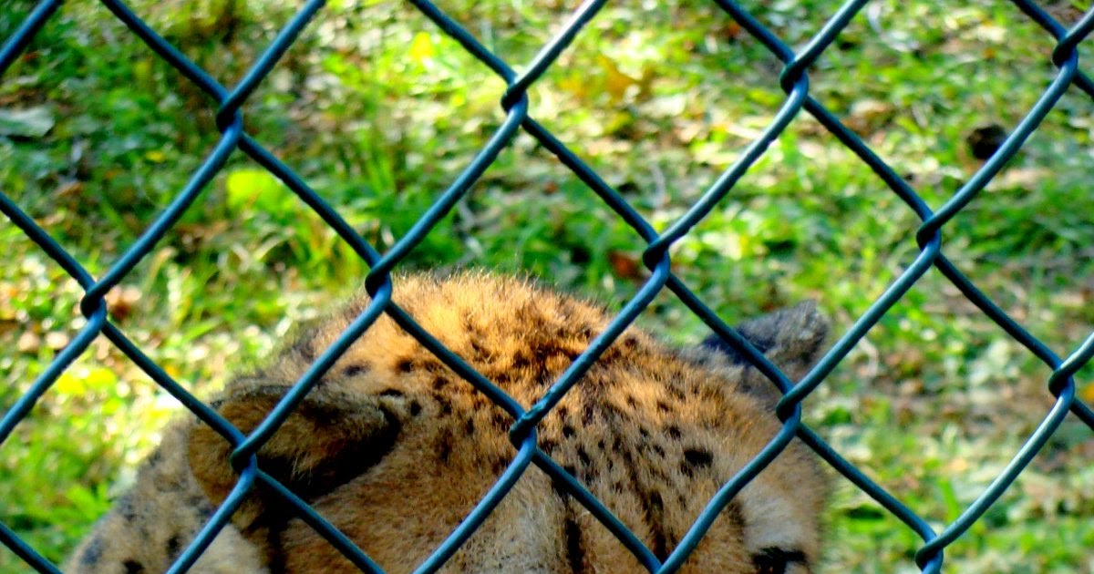Pilipinas Je T'aime: Freedom For the Animals in Zoos