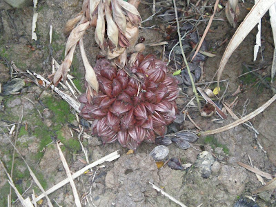 Atap Seed