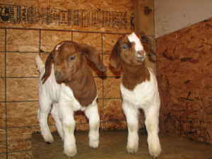 Lindisfarme Oberhasli Dairy Goats: OD on Cute--Baby Boer Goats