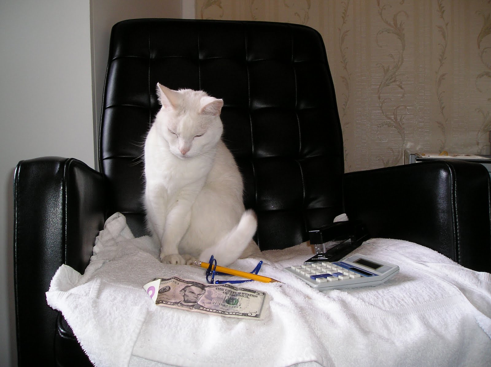 Executive Cat