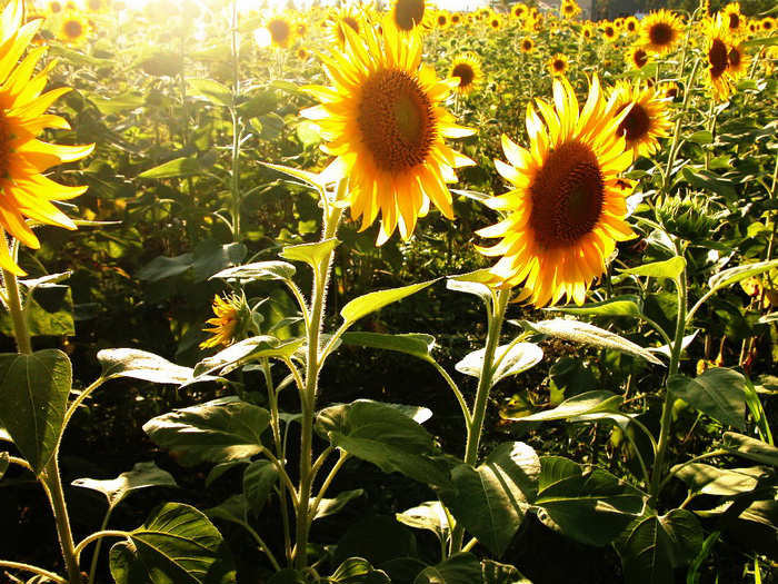 [Image: Beautiful+Sunflower+Photos+%285%29.jpg]