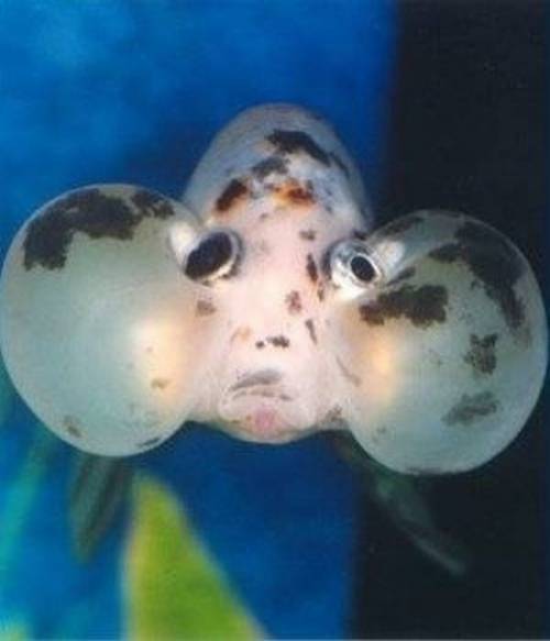 Goldfish With Bulging Eyes