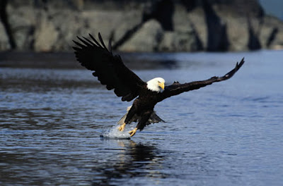 Eagle Murals