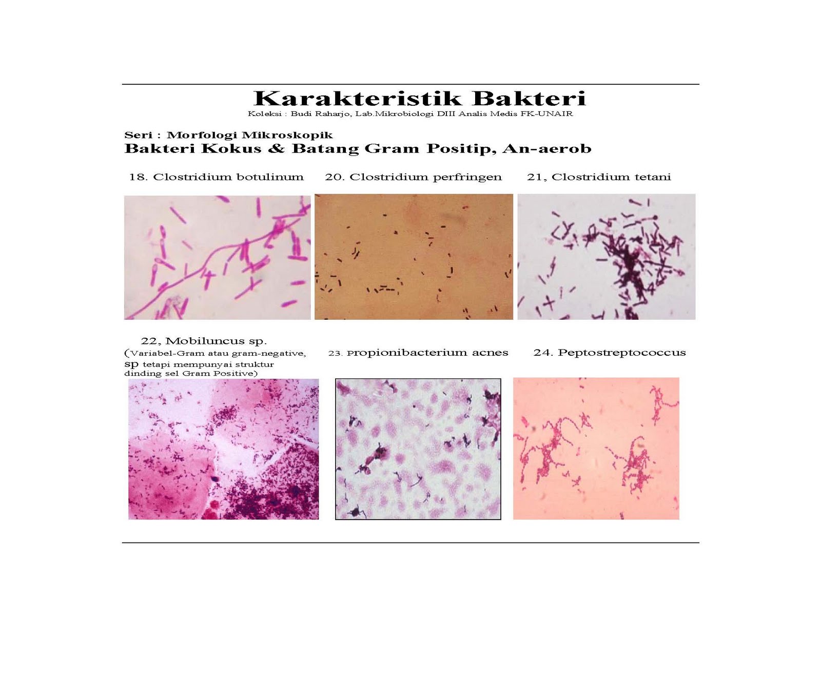 Morfologi Bakteri Pdf