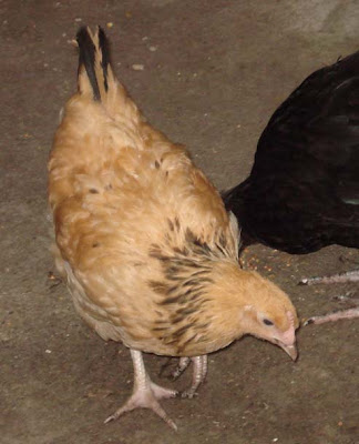 golden sussex chicken