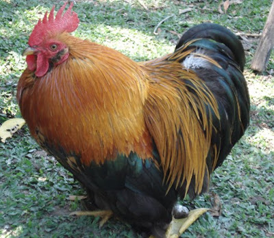 Pekin Colours