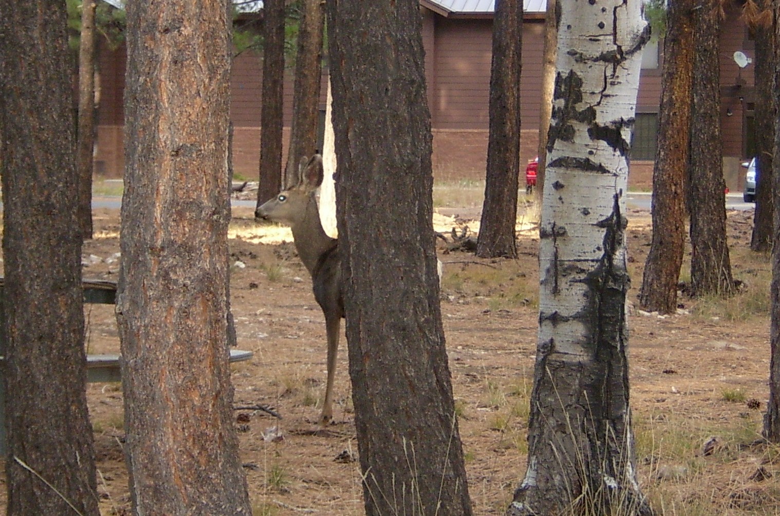 [backyard+visitor.JPG]
