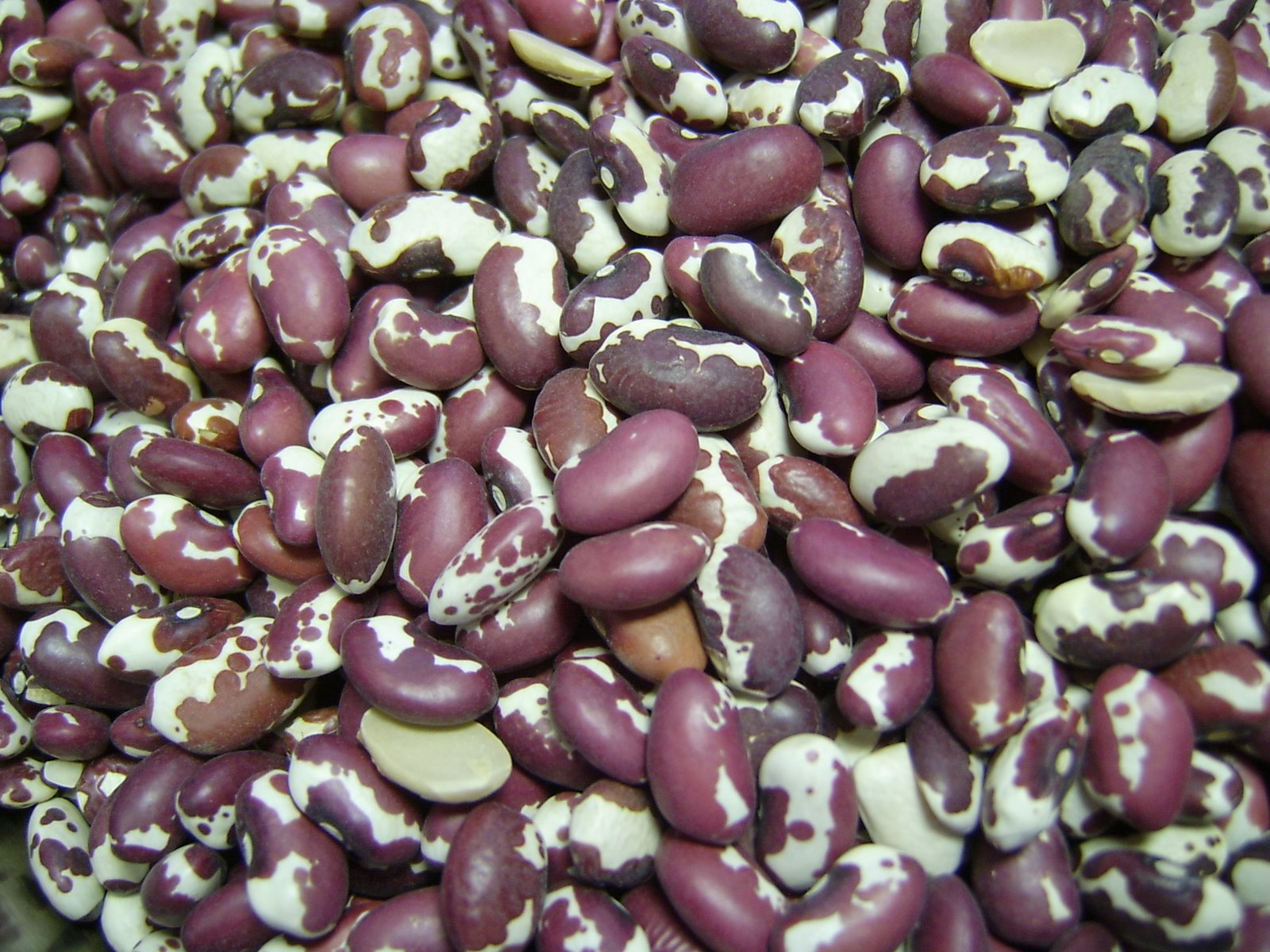 [beans+02.JPG]