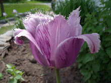 Thy Enduring Purple Tulip