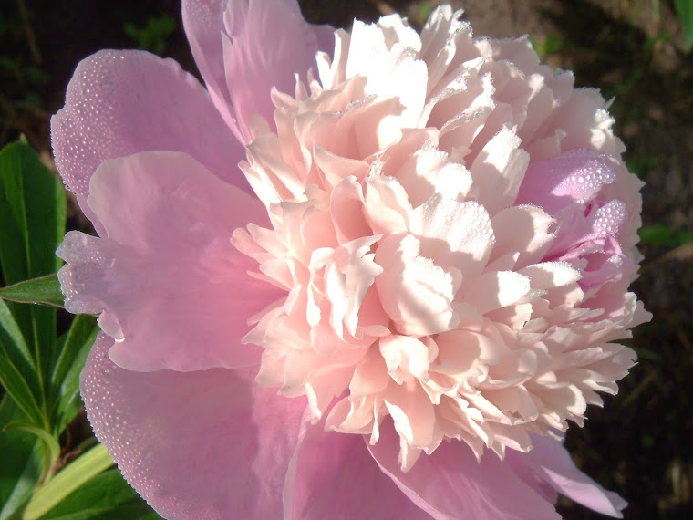 Peony and the Morning Dew