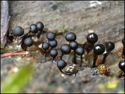 Slime Mold Facts