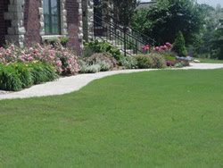 Buffalo grass dutch touch landscaping Buffalo grass dutch touch landscaping services