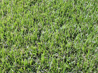 Centipede grass dutch touch landscaping Centipede grass dutch touch landscape