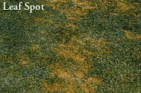 Leaf Spot is a common disease on Bluegrass dutch touch landscaping Leaf Spot is a common disease on Bluegrass DT landscaping